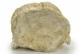 Fossil Plesiosaur (Zarafasaura) Vertebra - Morocco #317025-3